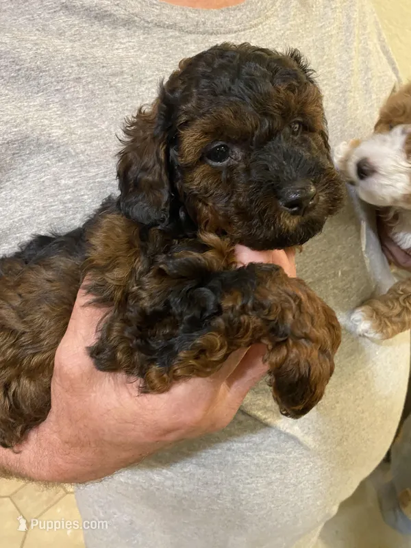 Roxy – Poodle - Toy  puppy for sale in Sacramento, CA