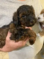 Roxy, a female Poodle - Toy  for sale in Sacramento, CA – Photo 2 of 3