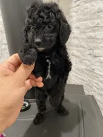 Zafee, a female Poodle - Toy  for sale in Sacramento, CA – 6 of 6