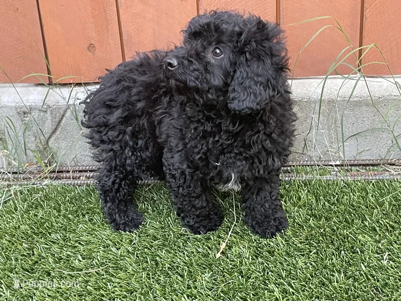 Mia – Poodle - Toy  puppy for sale in Sacramento, CA