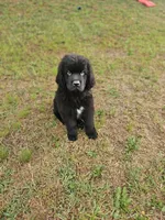 Blue boy, a male Newfoundland for sale in Fort Mitchell, AL – Photo 2 of 2