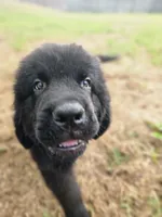 Blue boy, a male Newfoundland for sale in Fort Mitchell, AL – Photo 1 of 2