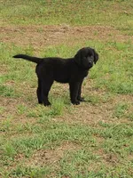 Pink girl, a female Newfoundland for sale in Fort Mitchell, AL – Photo 1 of 2