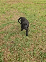 Pink girl, a female Newfoundland for sale in Fort Mitchell, AL – Photo 2 of 2