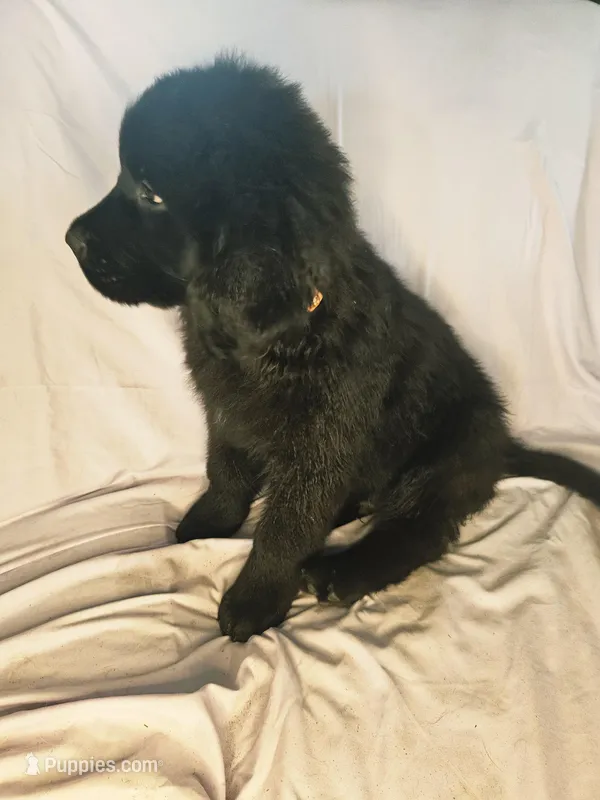 Orange boy – Newfoundland puppy for sale in Fort Mitchell, AL