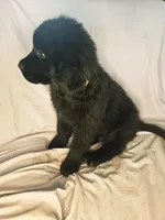 Orange boy, a male Newfoundland for sale in Fort Mitchell, AL – Photo 1 of 3