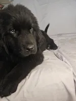 Orange boy, a male Newfoundland for sale in Fort Mitchell, AL – Photo 3 of 3