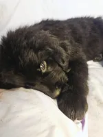 Orange boy, a male Newfoundland for sale in Fort Mitchell, AL – Photo 2 of 3