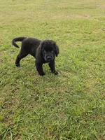 Purple girl, a female Newfoundland for sale in Fort Mitchell, AL – Photo 4 of 5