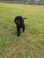 Purple girl, a female Newfoundland for sale in Fort Mitchell, AL – Photo 5 of 5