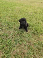 Purple girl, a female Newfoundland for sale in Fort Mitchell, AL – Photo 3 of 5