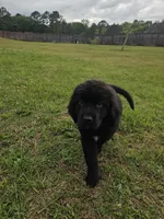Purple girl, a female Newfoundland for sale in Fort Mitchell, AL – Photo 2 of 5
