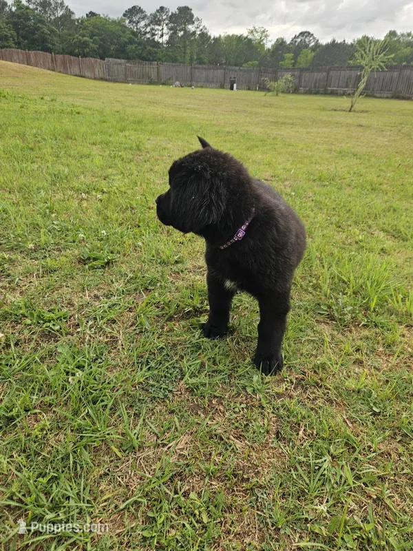 Purple girl – Newfoundland puppy for sale in Fort Mitchell, AL