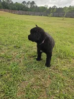 Purple girl, a female Newfoundland for sale in Fort Mitchell, AL – Photo 1 of 5