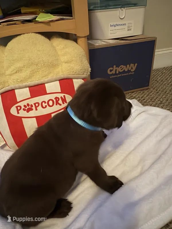 #1 – Labrador Retriever puppy for sale in Dearing, GA