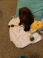 #1, a male Labrador Retriever for sale in Dearing, GA – 2 of 5
