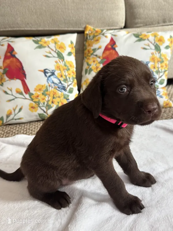 Red  – Labrador Retriever puppy for sale in Dearing, GA