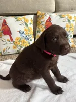 Red , a female Labrador Retriever for sale in Dearing, GA – 1 of 1