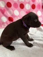 Purple, a female Labrador Retriever for sale in Dearing, GA – 1 of 1