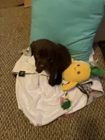 #1, a male Labrador Retriever for sale in Dearing, GA – 5 of 5
