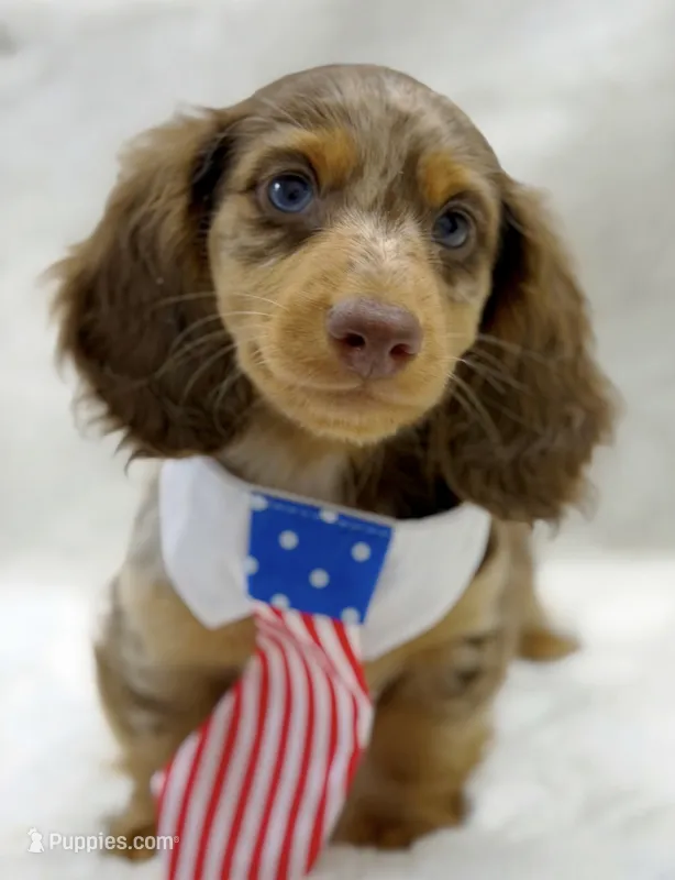 Duke  – Miniature Dachshund puppy for sale in Brunswick, GA