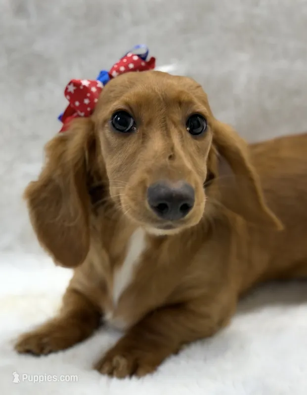 Reba  – Dachshund puppy for sale in Brunswick, GA