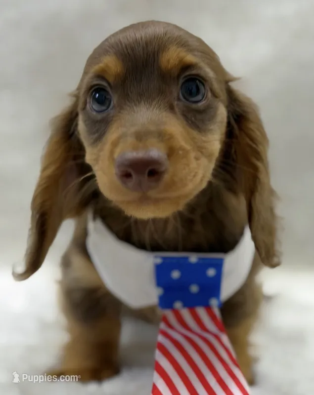 Luke – Miniature Dachshund puppy for sale in Brunswick, GA