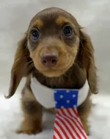 Luke, a male Miniature Dachshund for sale in Brunswick, GA – 1 of 1