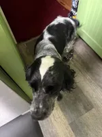 Light green, a female English Springer Spaniel for sale in Eutawville, SC – Photo 6 of 10