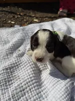 Light green, a female English Springer Spaniel for sale in Eutawville, SC – Photo 1 of 10
