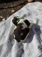 Light green, a female English Springer Spaniel for sale in Eutawville, SC – Photo 4 of 10
