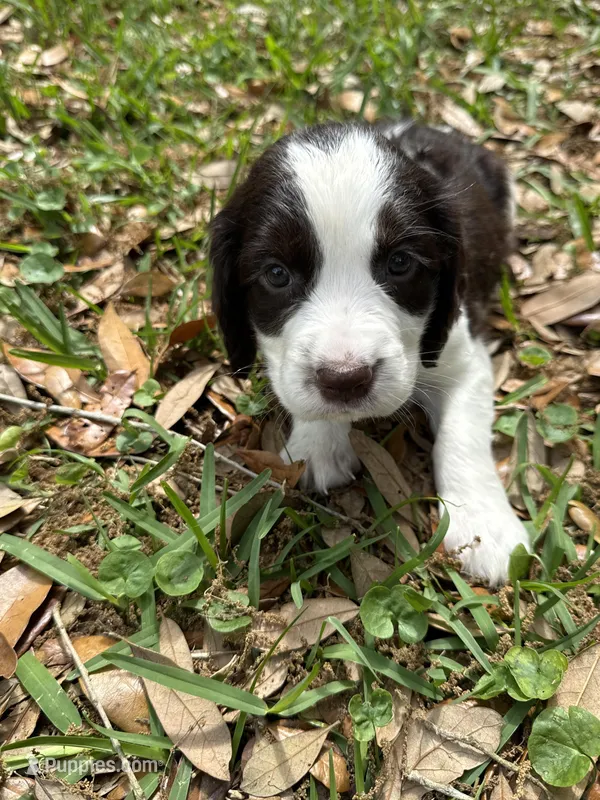 Light green – English Springer Spaniel puppy for sale in Eutawville, SC