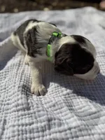 Light green, a female English Springer Spaniel for sale in Eutawville, SC – Photo 3 of 10