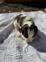Light green, a female English Springer Spaniel for sale in Eutawville, SC – Photo 2 of 10