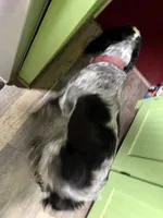 Light green, a female English Springer Spaniel for sale in Eutawville, SC – Photo 7 of 10