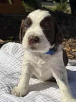 Blue, a male English Springer Spaniel for sale in Eutawville, SC – Photo 3 of 10