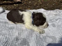 Blue, a male English Springer Spaniel for sale in Eutawville, SC – Photo 4 of 10