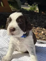 Blue, a male English Springer Spaniel for sale in Eutawville, SC – Photo 2 of 10