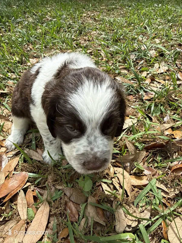 Blue – English Springer Spaniel puppy for sale in Eutawville, SC
