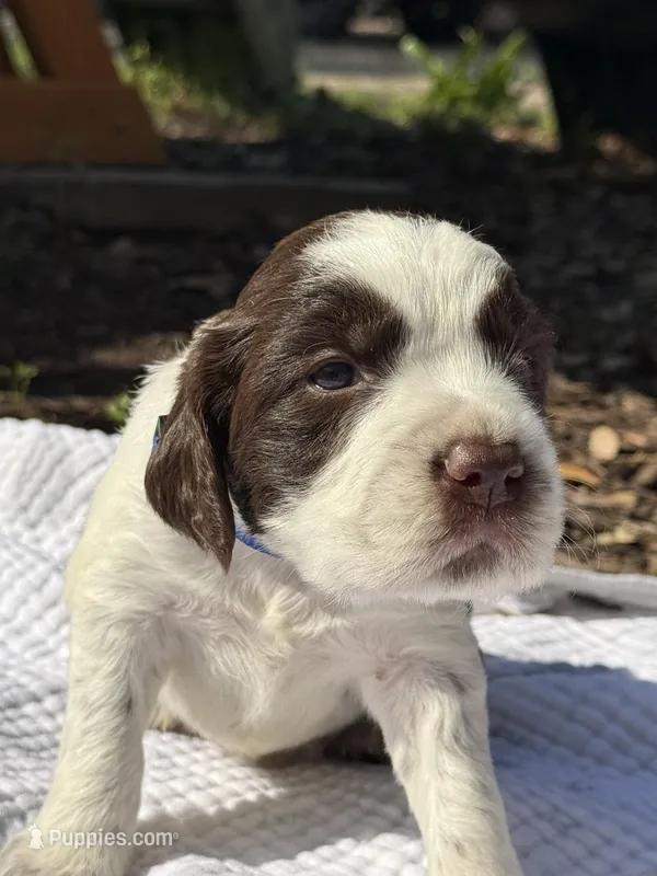 Blue – English Springer Spaniel puppy for sale in Eutawville, SC