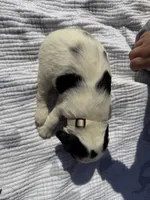 Beige, a female English Springer Spaniel for sale in Eutawville, SC – Photo 3 of 9