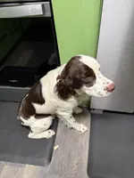 Beige, a female English Springer Spaniel for sale in Eutawville, SC – Photo 8 of 9