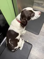 Beige, a female English Springer Spaniel for sale in Eutawville, SC – Photo 9 of 9