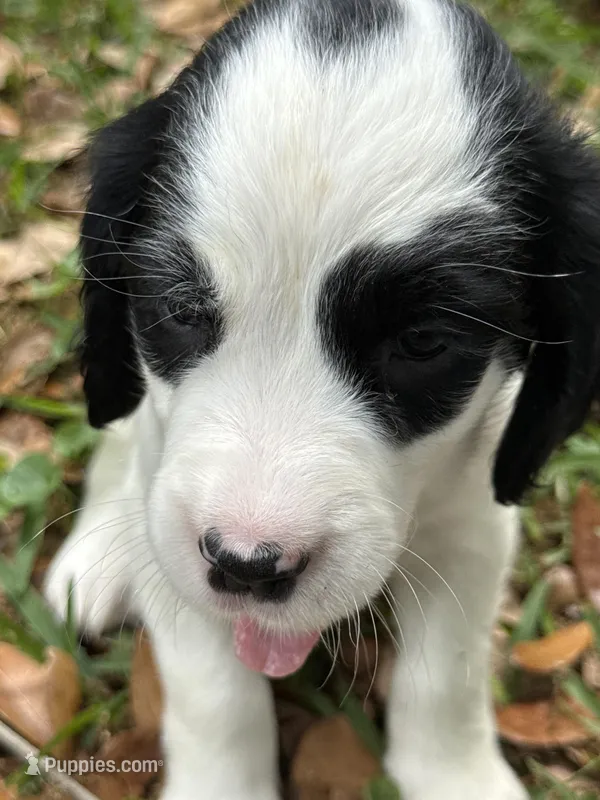 Beige – English Springer Spaniel puppy for sale in Eutawville, SC