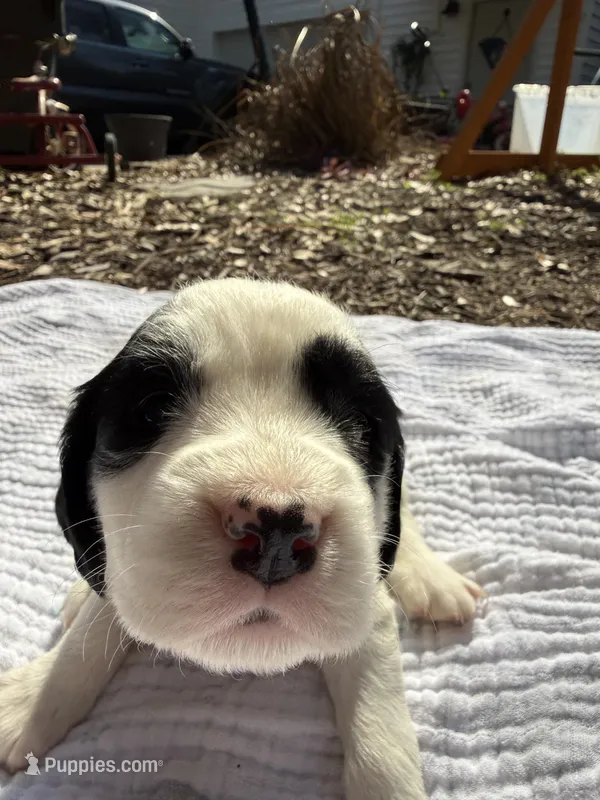 Beige – English Springer Spaniel puppy for sale in Eutawville, SC