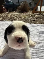 Beige, a female English Springer Spaniel for sale in Eutawville, SC – Photo 1 of 9