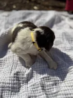 Yellow, a female English Springer Spaniel for sale in Eutawville, SC – Photo 3 of 9