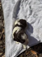 Yellow, a female English Springer Spaniel for sale in Eutawville, SC – Photo 2 of 9