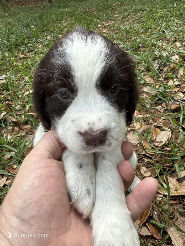 Yellow – English Springer Spaniel puppy for sale in Eutawville, SC