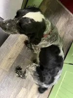 Yellow, a female English Springer Spaniel for sale in Eutawville, SC – Photo 7 of 9